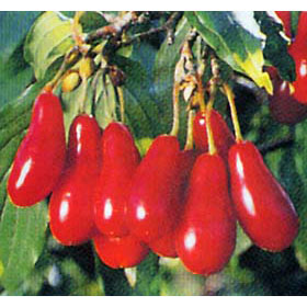 西洋サンシュユ（コーネリアンチェリー）：エレガント4号ポット[早春の花木特集]