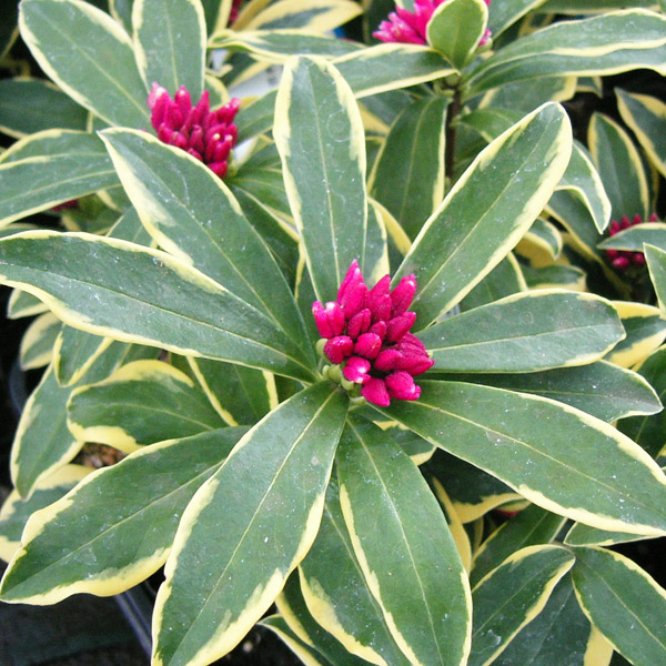 ジンチョウゲ（沈丁花）：深覆輪種（前島）3-3.5号ポット