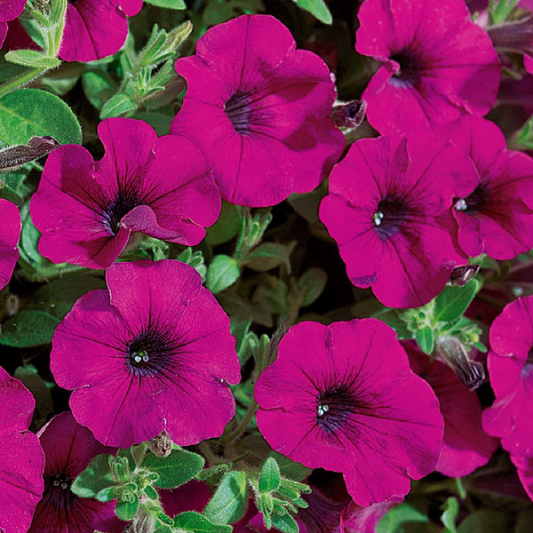 [26年4月下旬予約]ペチュニア：サフィニアパープルミニ4号ポット(R)