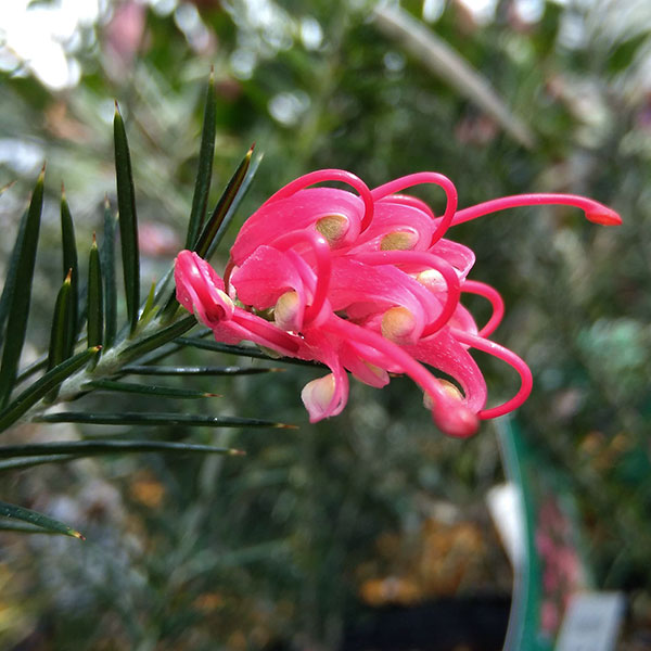 グレビレアカランドラジェム超希少品種オージープランツ