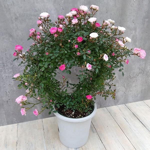ミニつるバラの2色植え リング仕立て5号鉢入り