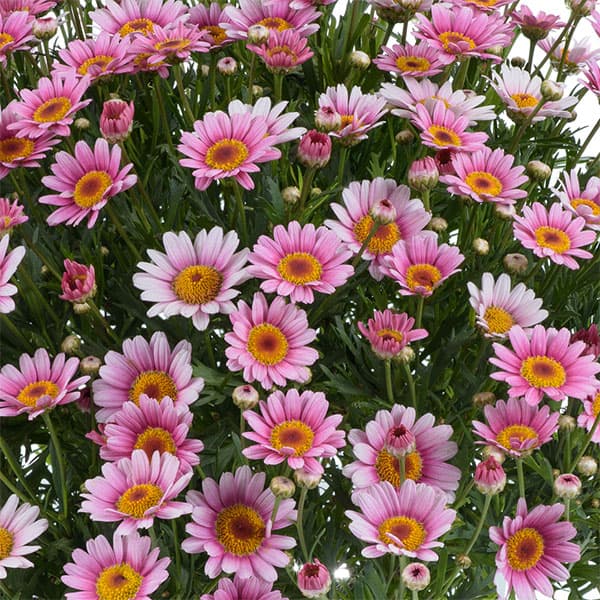 マーガレット：ローリーズ　マシュマロ4号ポット