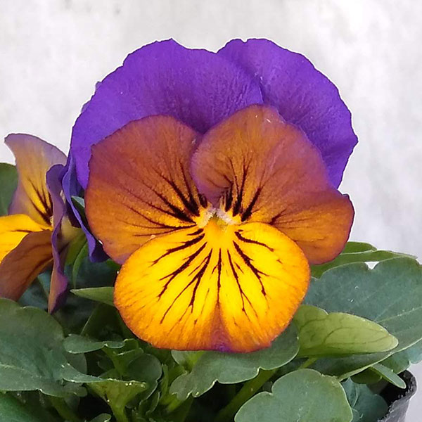 ビオラ:ソルベXP モルフォ3~3.5号ポット