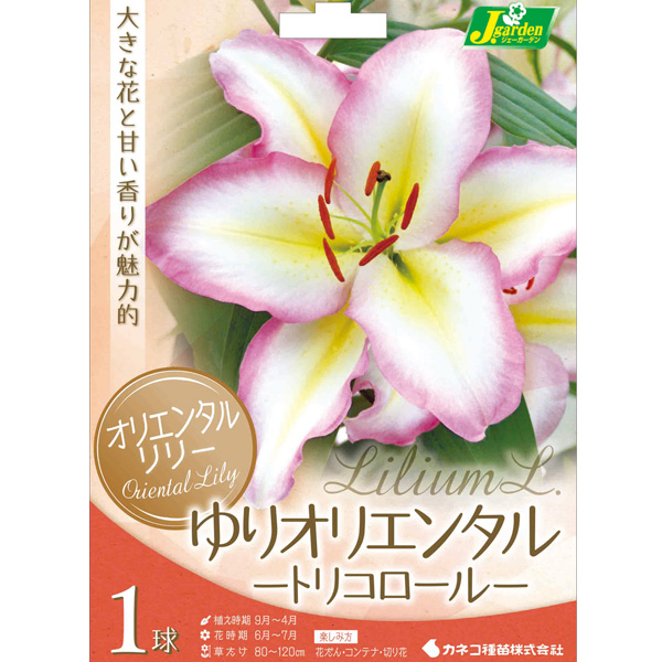 ユリ:オリエンタルリリー (キャプテン)トリコロール1球入り 2個セット
