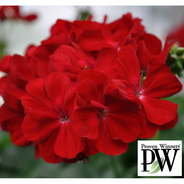 [26年4月下旬予約]スーパーゼラニウム：チャンピオン　レッド4号ポット