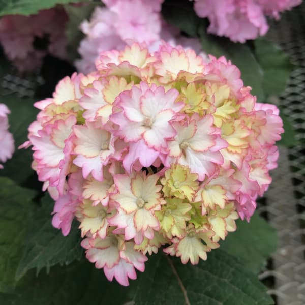 [26年2月中下旬予約]アジサイ：Sweet Angle（スイートエンジェル）3.5号ポット