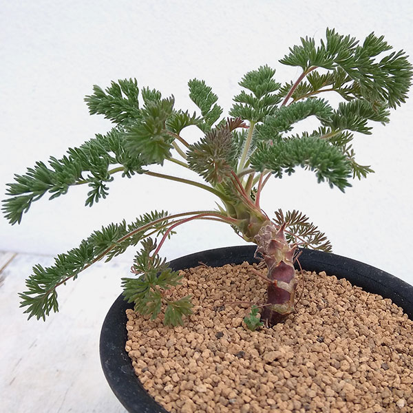 園芸ネット本店｜ぺラルゴニウム：オレオフィルム 3号鉢植え* の通販