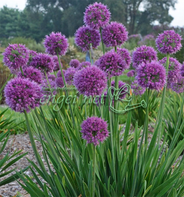 宿根アリウム：ラベンダーバブルズ　3.5号ポット