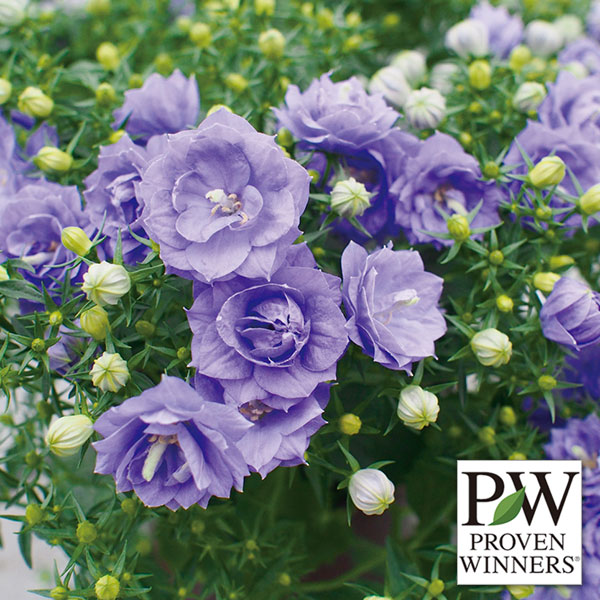 カンパニュラ：ブルーライクミー3号ポット*