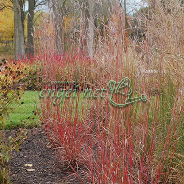 アンドロポゴン レッドシフトオクトーバー3.5号ポット