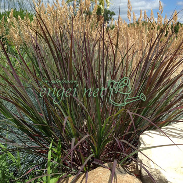 アンドロポゴン ブラックホークス3.5号ポット