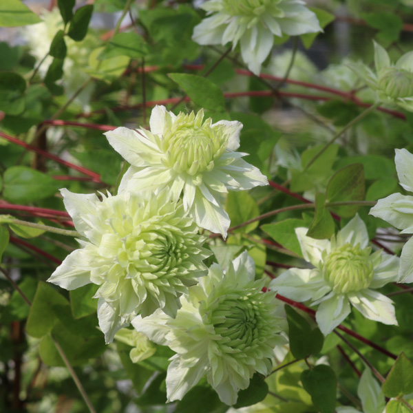 クレマチス：マンジュ（万寿）3.5号ロングポット（フロリダ系）