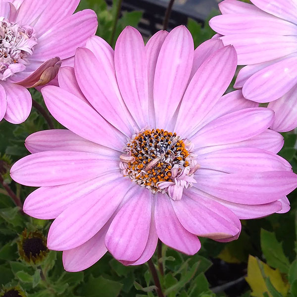 オステオスペルマム：ラグール3.5号ポット