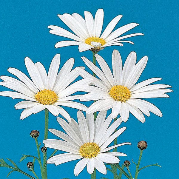 マーガレット・高性（一重咲きホワイト・No1）3号ポット 2株セット