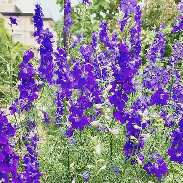 千鳥草（チドリソウ・ラークスパー）：ディープブルー（No1）3号ポット 2株セット