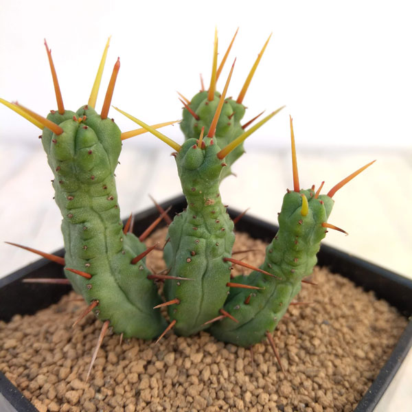 さぼてんみたいでサボテンじゃない:ユーフォルビア・エノプラ黄刺モンスト 3号