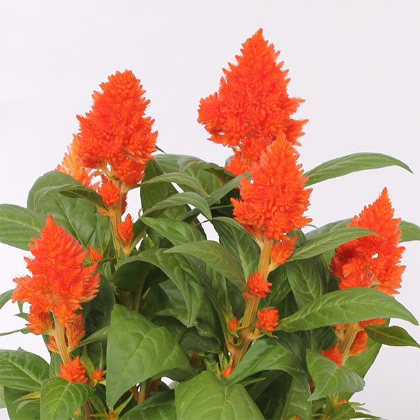 セロシア:ケロスファイヤ・オレンジ3-3.5号ポット