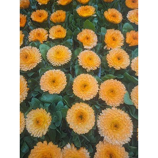 カレンデュラ（キンセンカ）：アプリコットツイスト3号ポット 2株セット