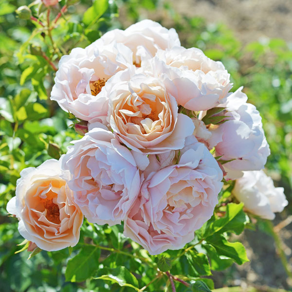 S:デルバールローズ：ケルビーノ6号角鉢植え*(バラ)