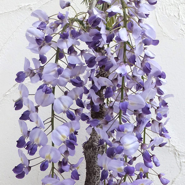 フジ（藤）：イッサイフジ（一歳藤・一才藤）3号ポット苗