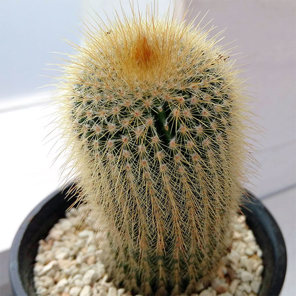 サボテン：金晃丸（キンコウマル）3号鉢植え*
