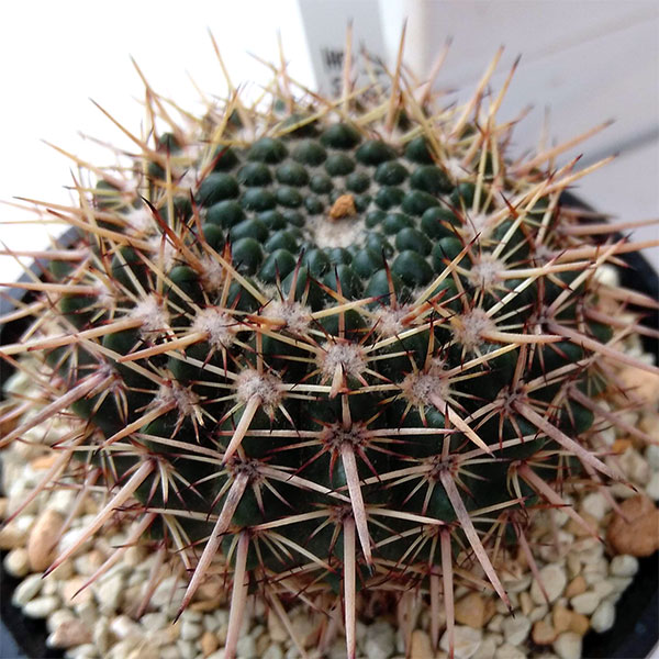 ノトカクタス：星の王子　3号