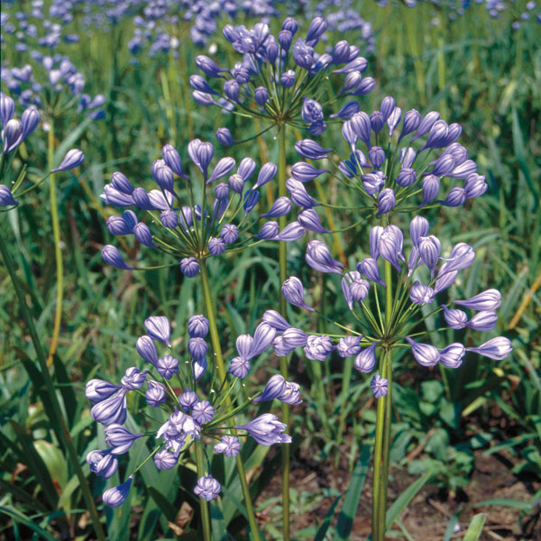 [26年2月中下旬予約]アガパンサス：フローレプレノ5号ポット