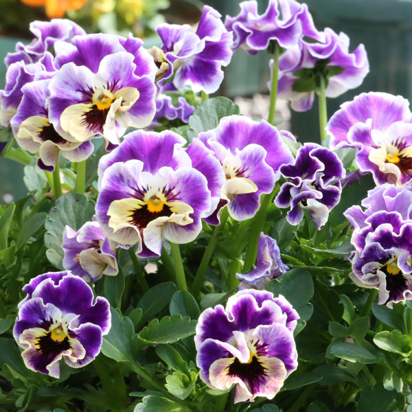 園芸ネット本店｜MSKガーデン小輪フリンジビオラ：アールヌーボー