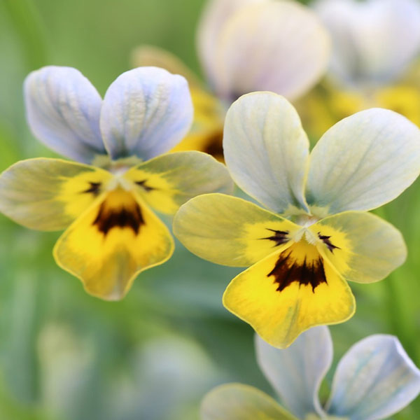 DA　小輪ビオラ 園芸ネット本店｜MSKガーデン極小輪ビオラ：フルーレット マイクロ