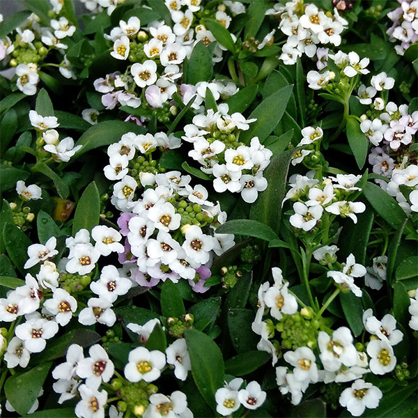 アリッサム：アルールホワイト3号ポット 12株セット