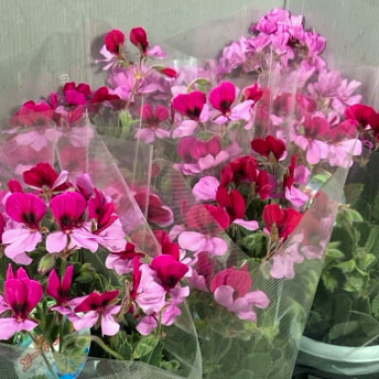 パンジーゼラニウム：原村の恋人たち 5号鉢植え