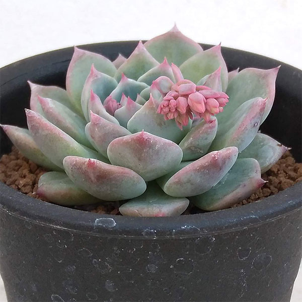Z11-3 マリア 105苗セット 多肉植物 エケベリア Z11-3 マリア 105苗セット 多肉植物 エケベリア