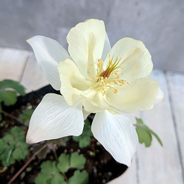 オダマキ(アクレイギア):アーリーバード イエロー3.5号ポット