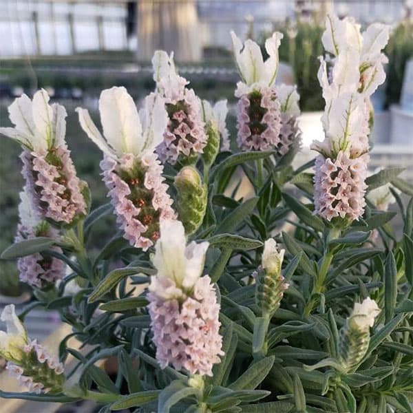 フレンチラベンダー（巨大輪種）：クラウン ピンクパール5号鉢植え