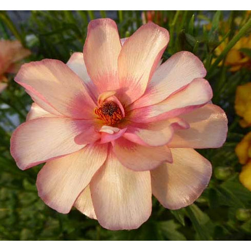 園芸ネット本店｜ラナンキュラス：ラックス エリス4.5号ポット（開花