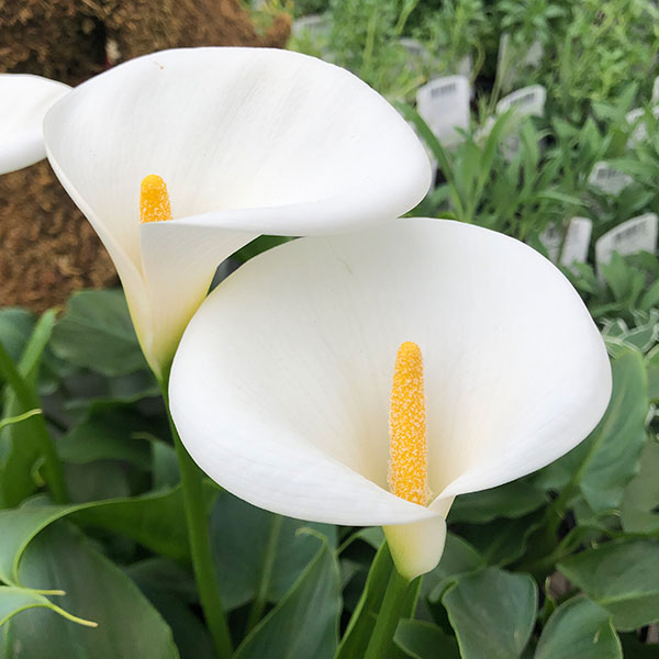 宿根カラー：シルクロード 5号鉢植え