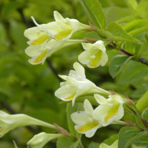 ㊳赤花ヒメウツギ 小さなポット苗 9cmポット ㊳赤花ヒメウツギ 小さなポット苗 9cmポット ㉑赤花ウツギ「マギシェン