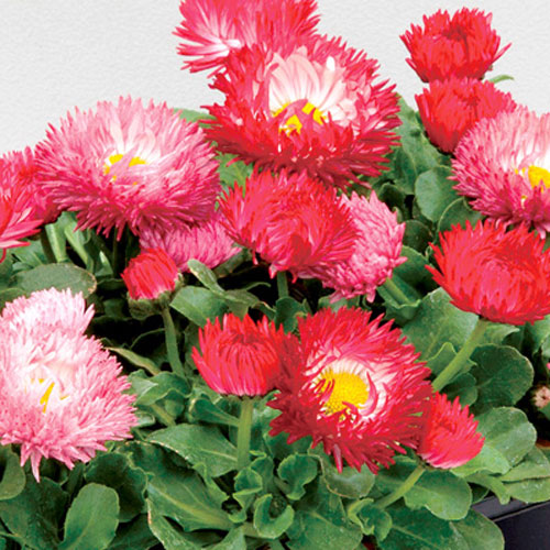 デージー：バンバン レッド3.5号ポット