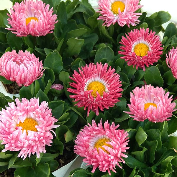 D可愛い♡パンジー♡モルゲンロート♡遊花♡3号♡ポットごと宅急便