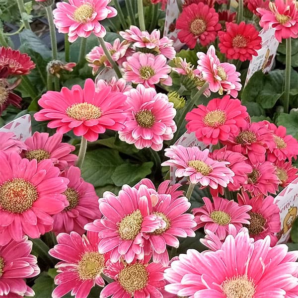 [26年4月上旬予約]ミニガーベラ:プリティピンク花色見計らい3.5号ポット