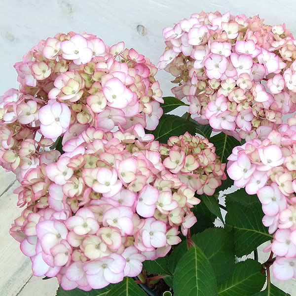 アジサイ　7種7鉢　ピンク＆レッドアソート　紫陽花 アジサイ 7種7鉢 紫陽花