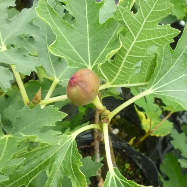 イチジク：アイスクリスタル4号ポット