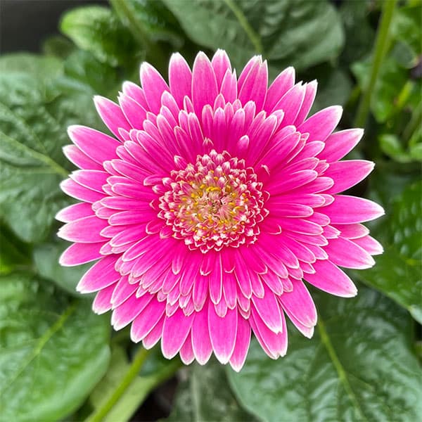 ［ガーベラ✨］ ga-5535_m.jpg