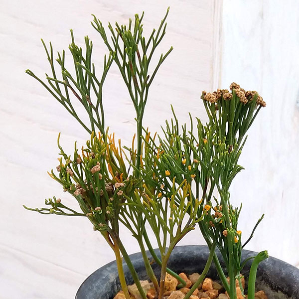 マツバラン：万代竺（バンダイジク）3.5号