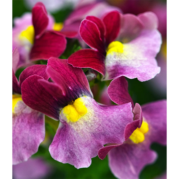 ネメシア：エッセンシャル　ストロベリー3～3.5号ポット 6株セット