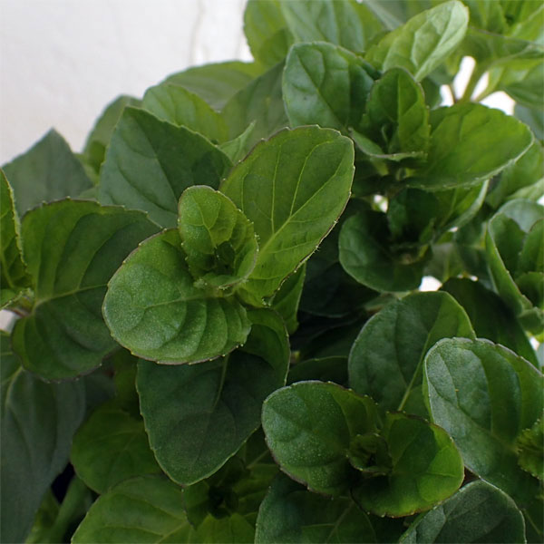 [送料無料]ミント：モヒートミント（イエルバブエナ）3号ポット（キューバミント） 24株セット