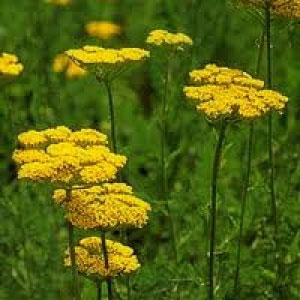 [送料無料]ヤロウ（西洋ノコギリソウ）：イエロークロスオブゴールド3号ポット 24株セット