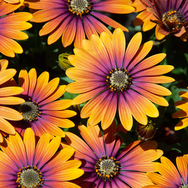 [送料無料]オステオスペルマム：フラワーパワー パープルサン3.5号ポット 12株セット