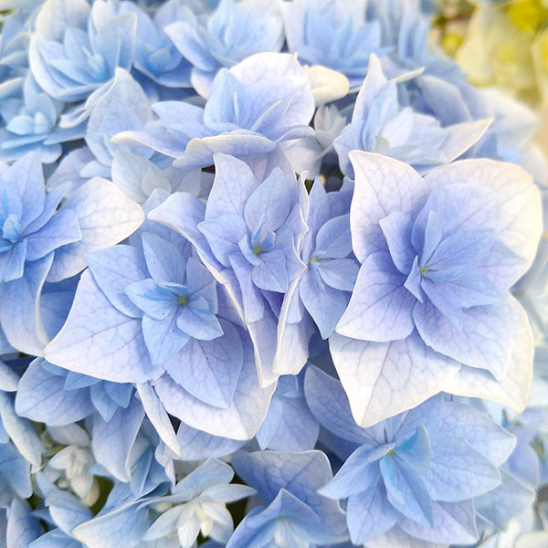 園芸ネット本店｜アジサイ：恋の魔法（ブルー）5号鉢植え の通販【公式】