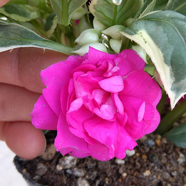 園芸ネット本店｜インパチェンス（八重咲き）：ウィリー ライラック3.5